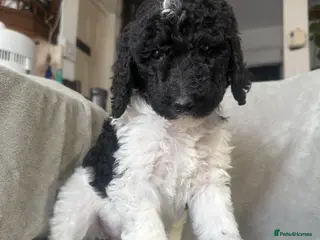 Standard Poodle dogs Standard poodle puppies - Advert 6