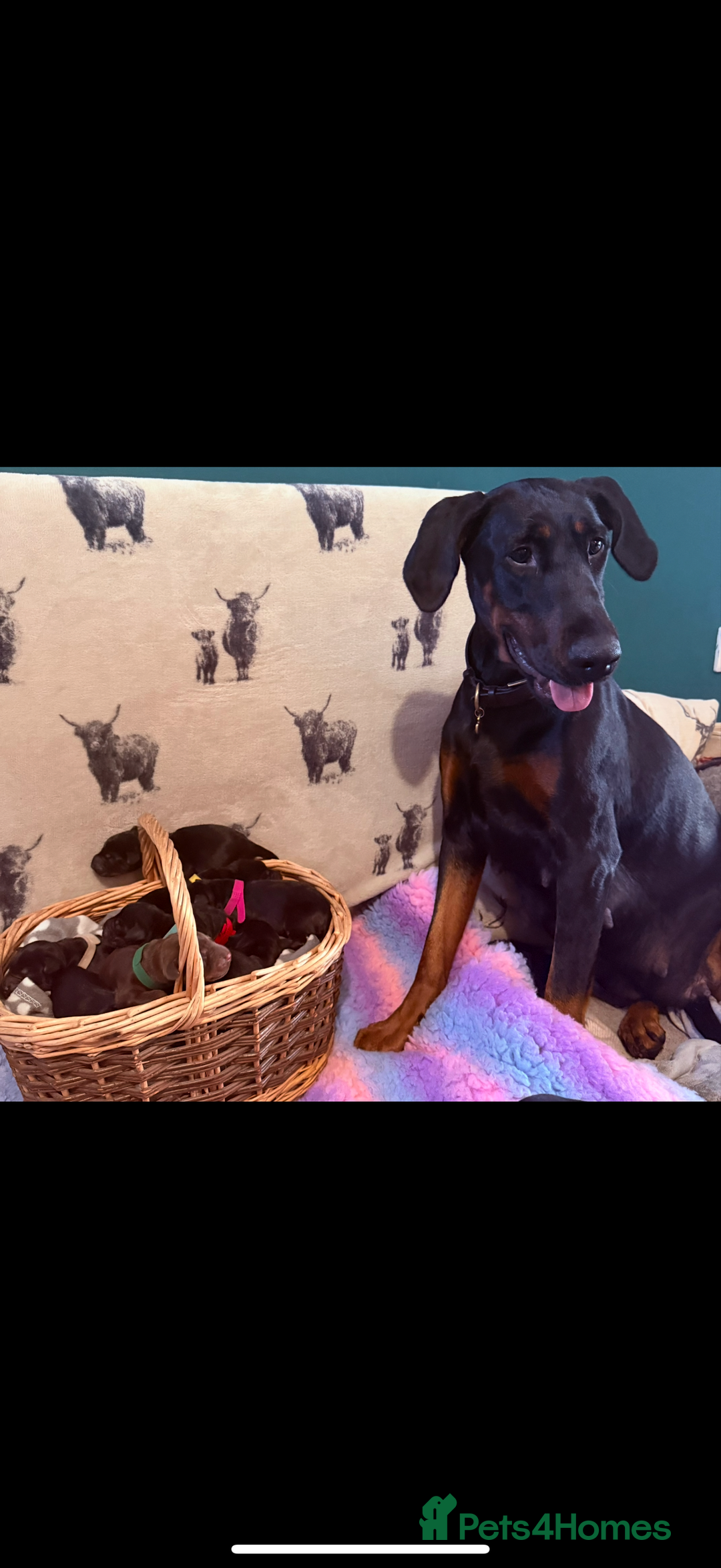 Dobermann dogs for sale: *Stunning Top/Best Bloodline Dobermanns For Sale* - Image 21