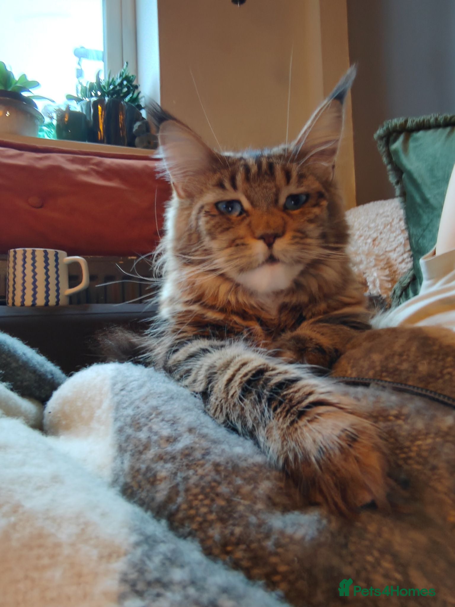 Maine Coon cats Stunning Maine Coon Kittens Available - Advert 1