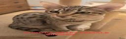 Savannah cats for sale: TICA SBTF7 Silver girl Europa very freindly - Advert 3