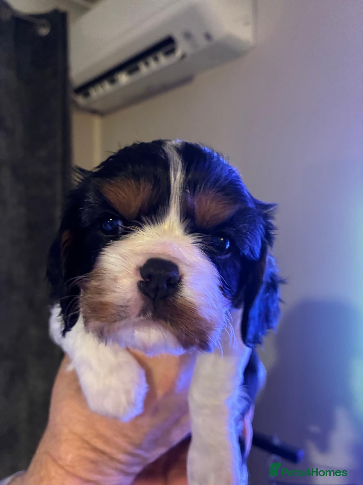 Cavalier King Charles Spaniel dogs for sale: One quality boy available to reserve   - Advert 2