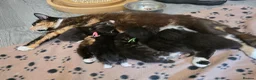 Norwegian Forest Cat cats for sale: Little kitten  - Advert 1