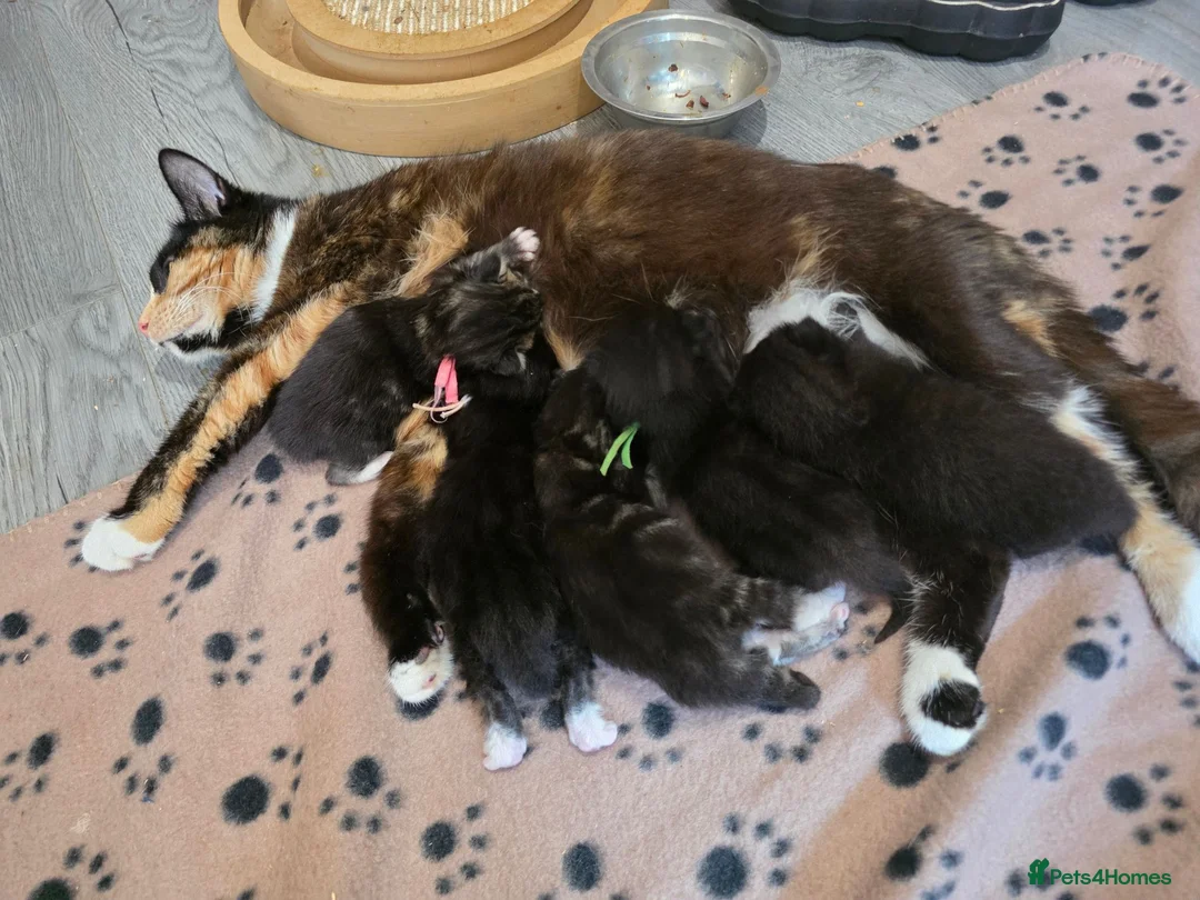 Norwegian Forest Cat cats for sale: Little kitten  - Advert 1
