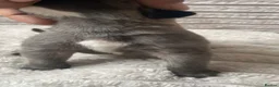 Cane Corso dogs for sale: Beautiful cane corso puppies BORN 30/09/26 - Advert 27