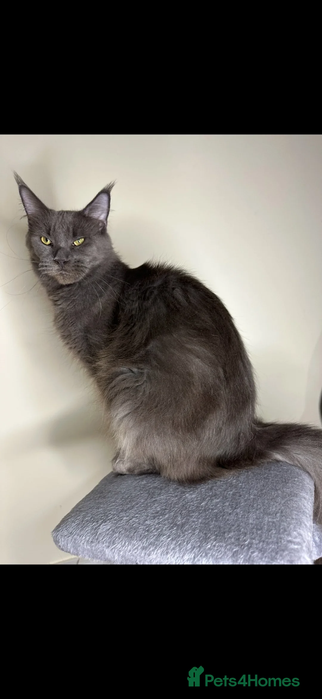 Maine Coon cats for sale: Maine coon kittens - Advert 1