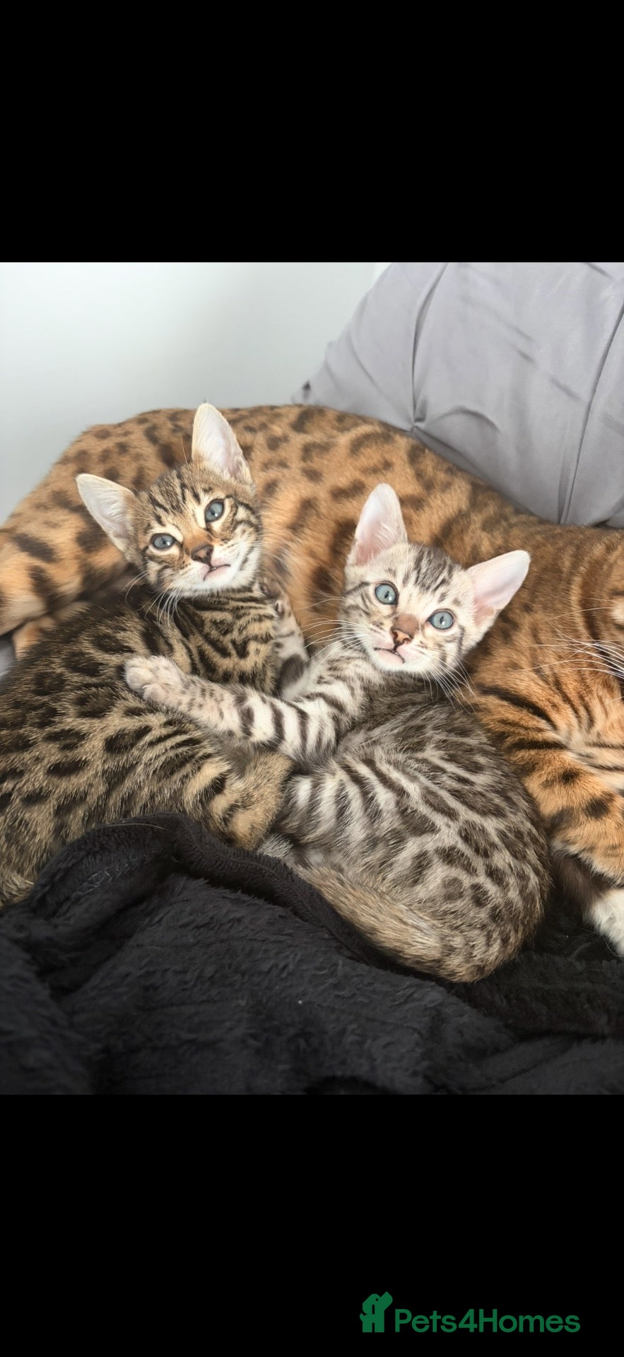 Bengal cats 2 bengal kittens for sale  - Advert 7
