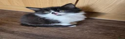 Mixed Breed cats for sale: 5 Adorable 3-Month-Old Kittens Need Loving Homes - Advert 12