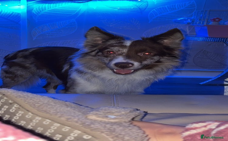 Border Collie dogs Border Collie - Advert 1