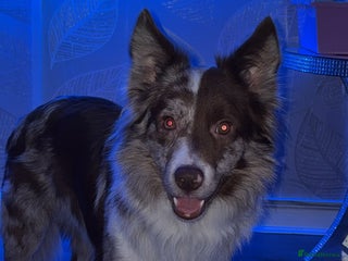 Border Collie dogs Border Collie - Advert 1