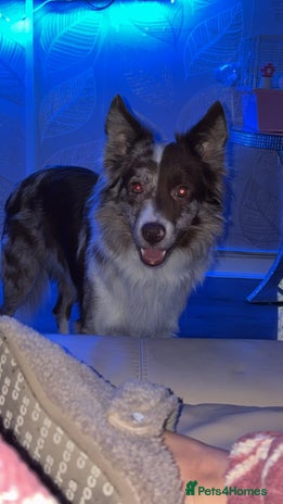 Border Collie dogs Border Collie - Advert 1