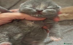 British Shorthair cats for sale: TICA registered colourful littler of BSH kittens  - Image 13