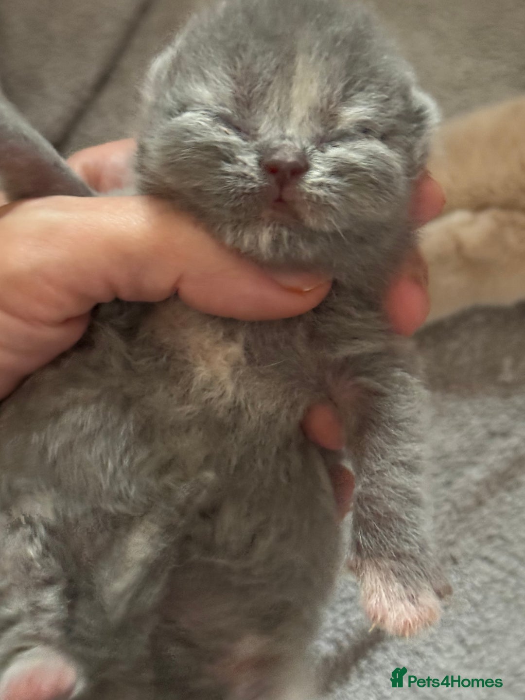 British Shorthair cats for sale: TICA registered colourful littler of BSH kittens  - Image 13