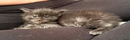 Maine Coon cats for sale: Beautiful Maine Coon kittens - Advert 5