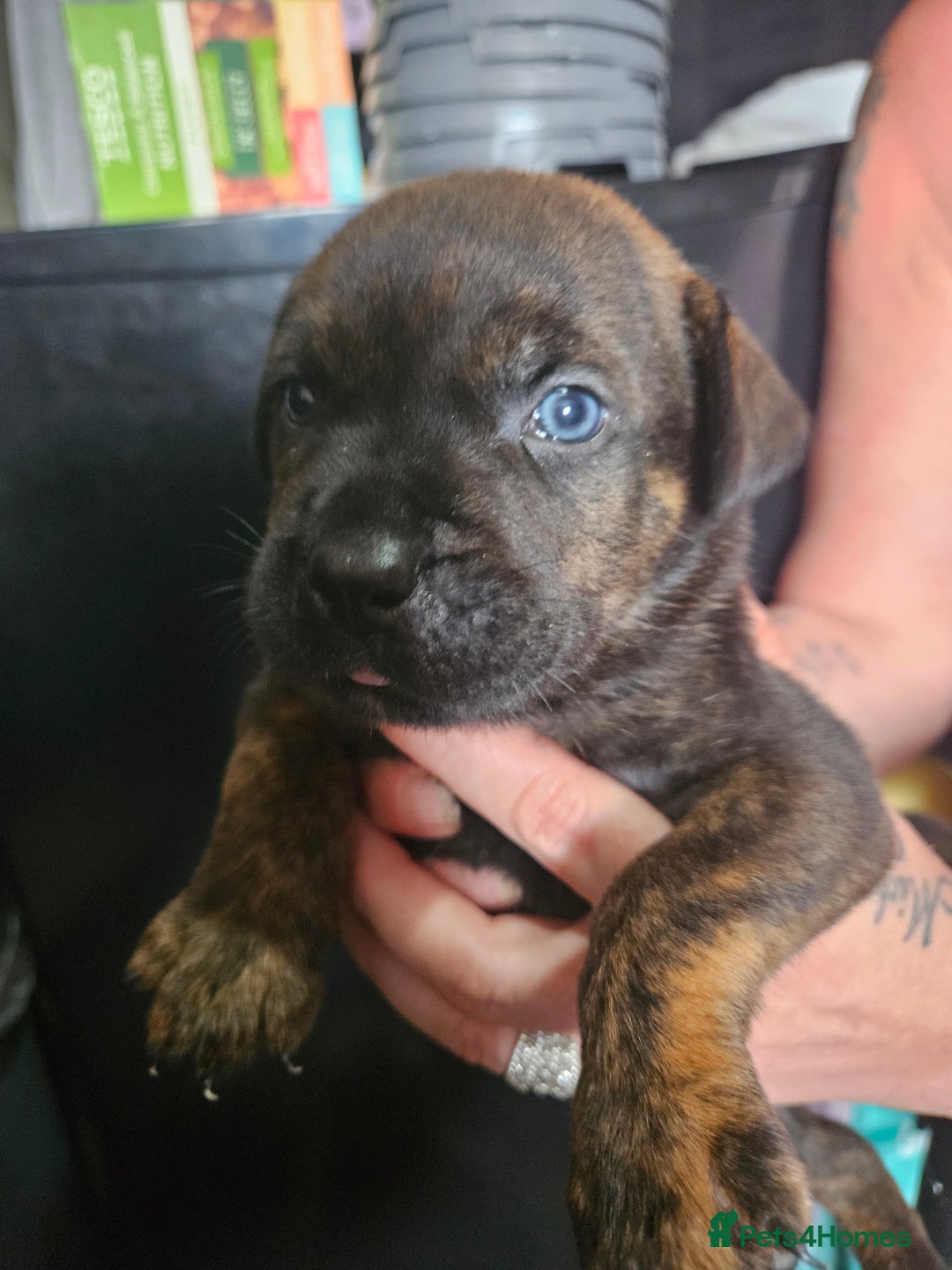 Mixed Breed dogs for sale: Rottweiler x staffy - Image 3