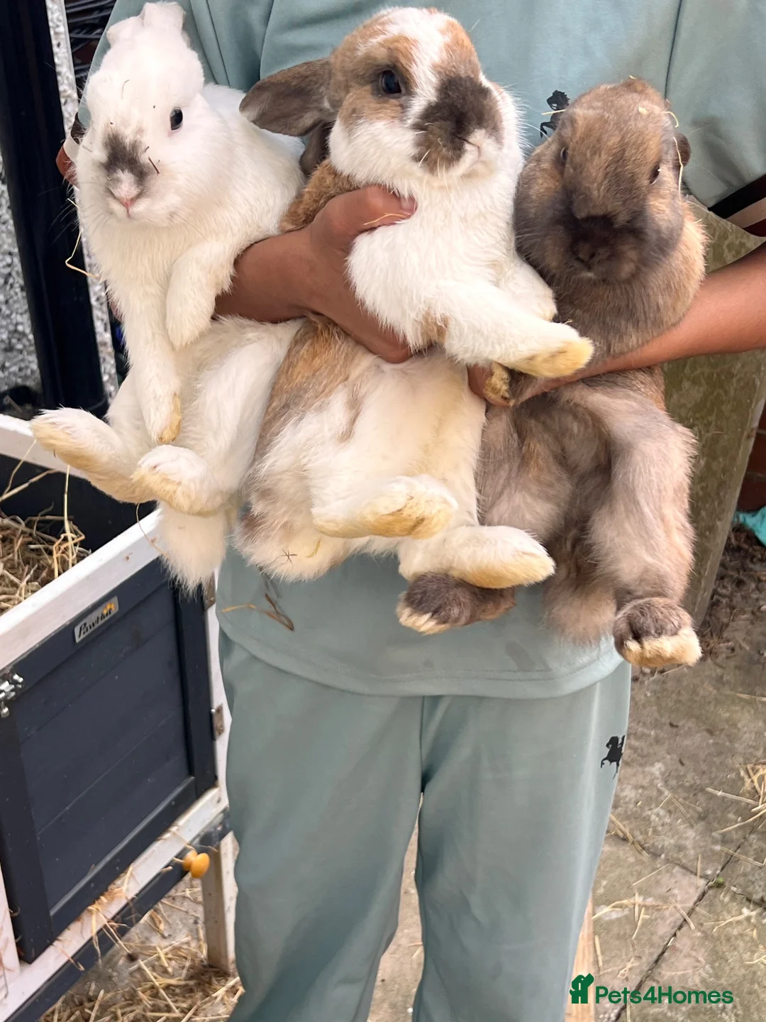 Mini Lop rabbits for sale: RabbiTs - Advert 6