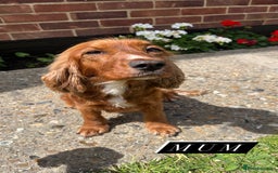 Cocker Spaniel dogs for sale: Pedigree Cocker spaniel puppies for sale  - Image 12