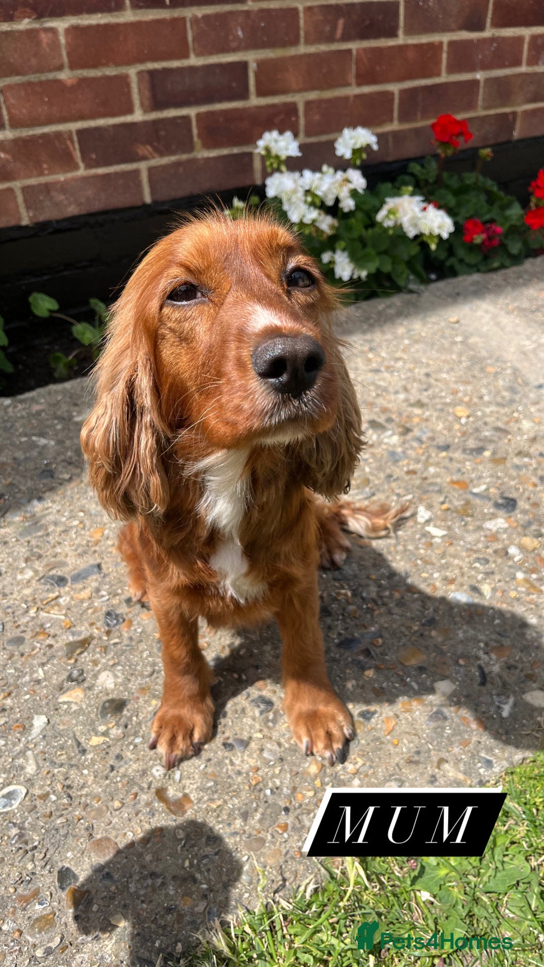 Cocker Spaniel dogs for sale: Pedigree Cocker spaniel puppies for sale  - Image 12