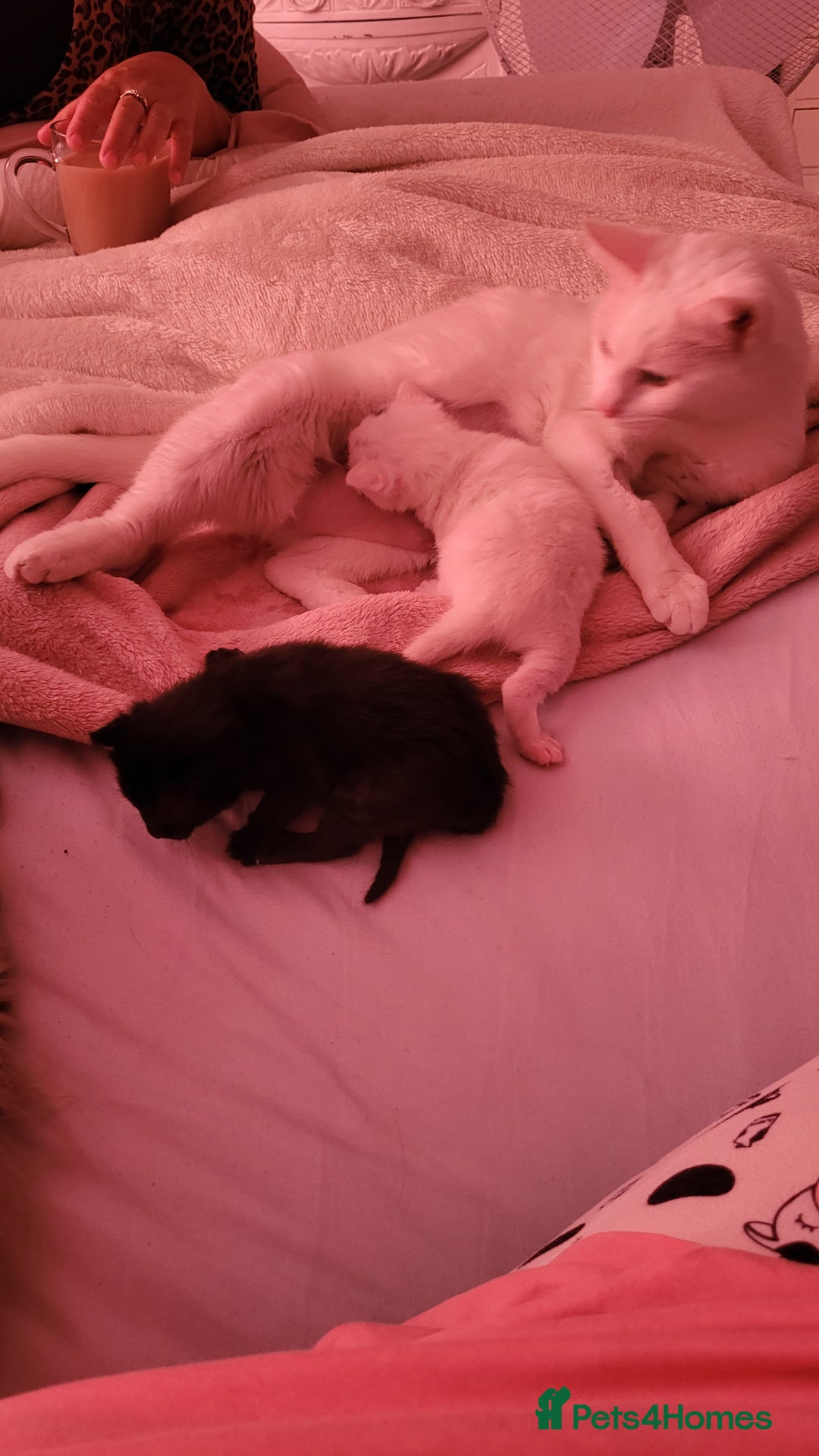 Domestic Shorthair cats for sale: Black kitten - Image 1