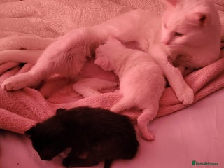 Domestic Shorthair cats - Advert 18