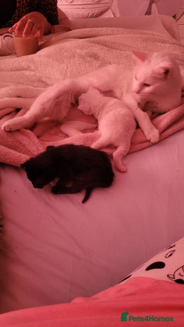 Domestic Shorthair cats - Advert 5