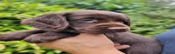 Cocker Spaniel dogs for sale: KC registered working cockers in Harrogate - Advert 4