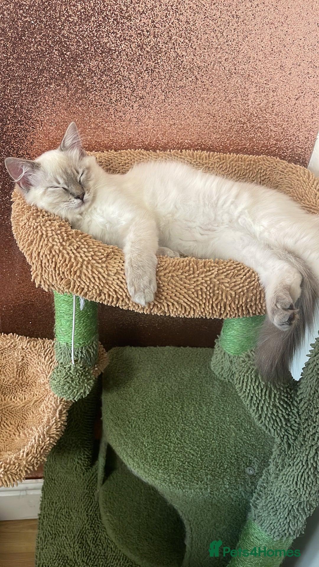 Ragdoll cats for sale: Ragdoll lynx point female kitten 5 months old   - Image 8