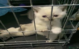 Ragdoll cats for sale: Ragdoll x British shorthair  - Image 6