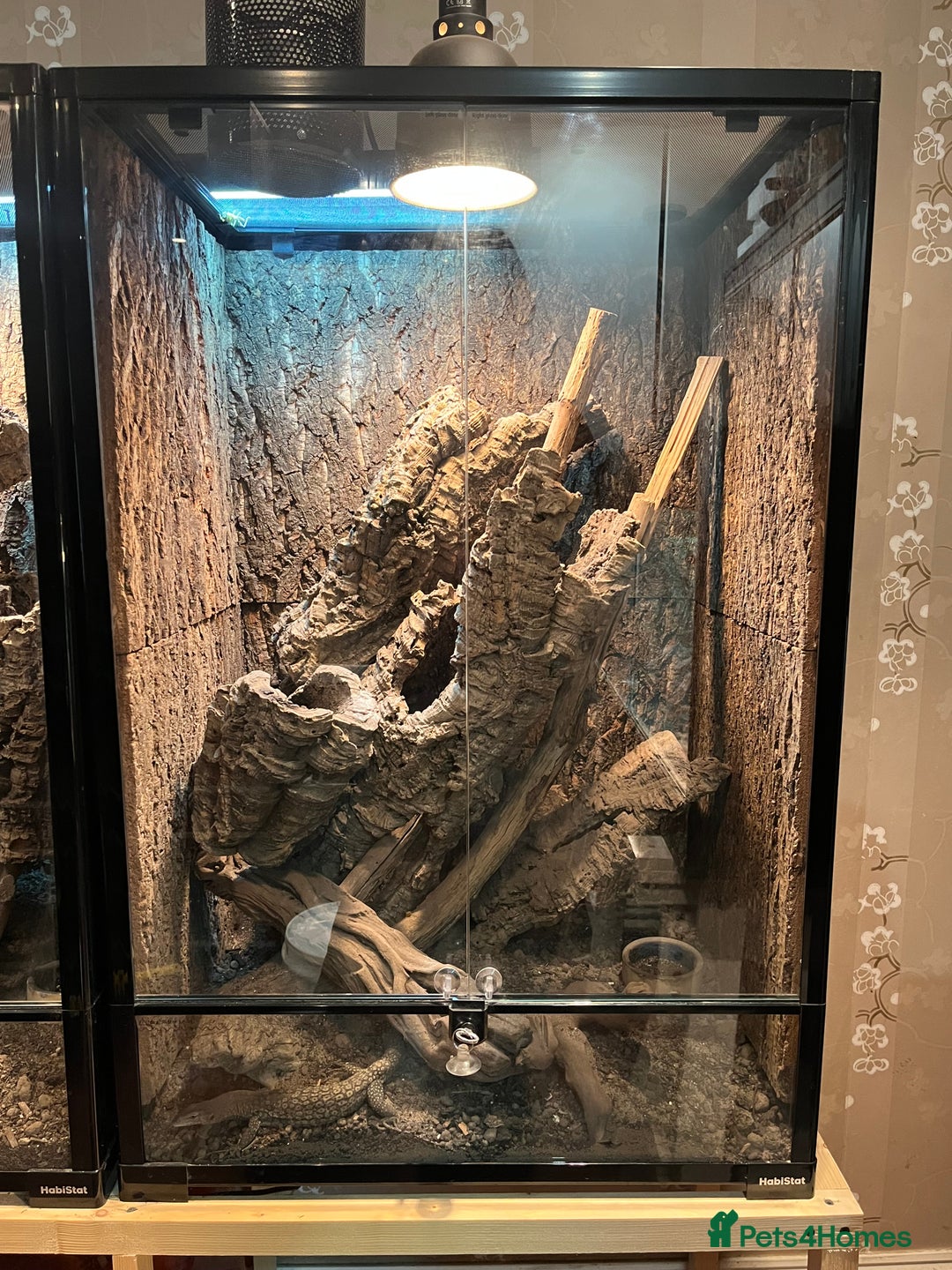 Monitor reptiles for sale: Black-Headed Monitors & Pigmy Mulga Monitors - Advert 10