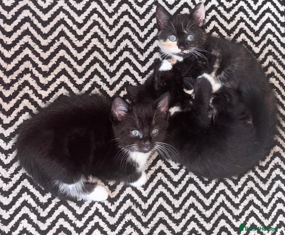 Mixed Breed cats for sale: Delightful mix-breed Siamese-black tabby-kittens - Image 1