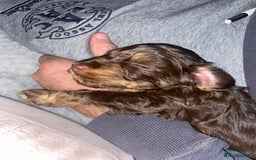 Cockapoo dogs for sale: F2 Cockapoo pups  - Image 1