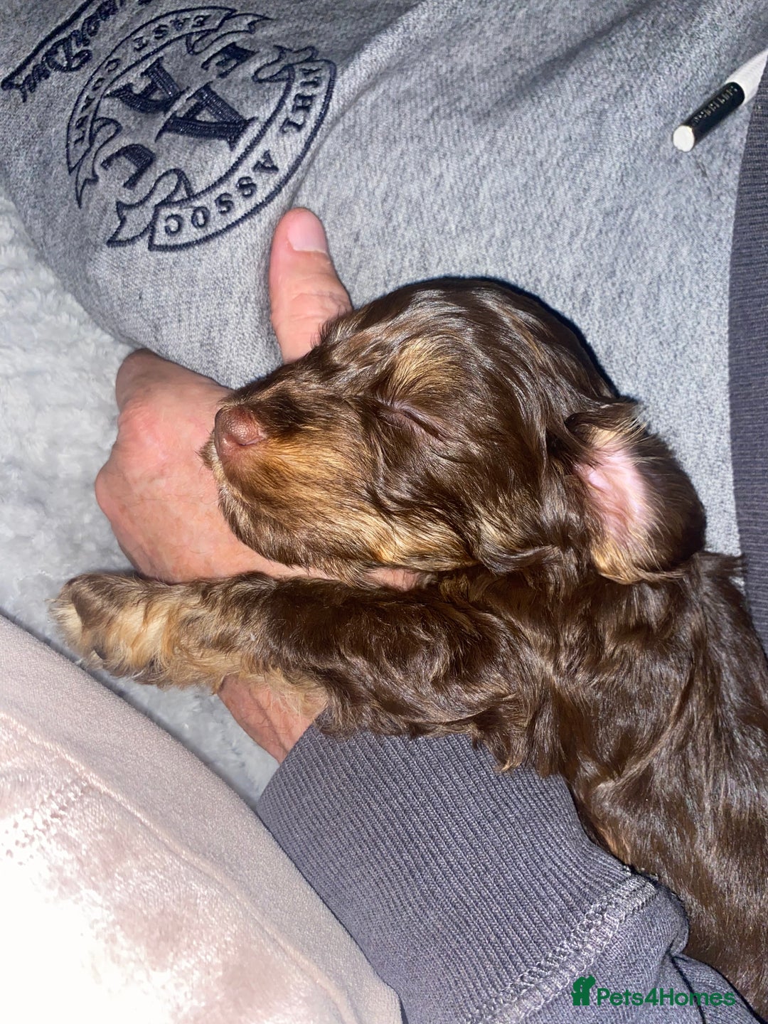 Cockapoo dogs for sale: F2 Cockapoo pups  - Image 1