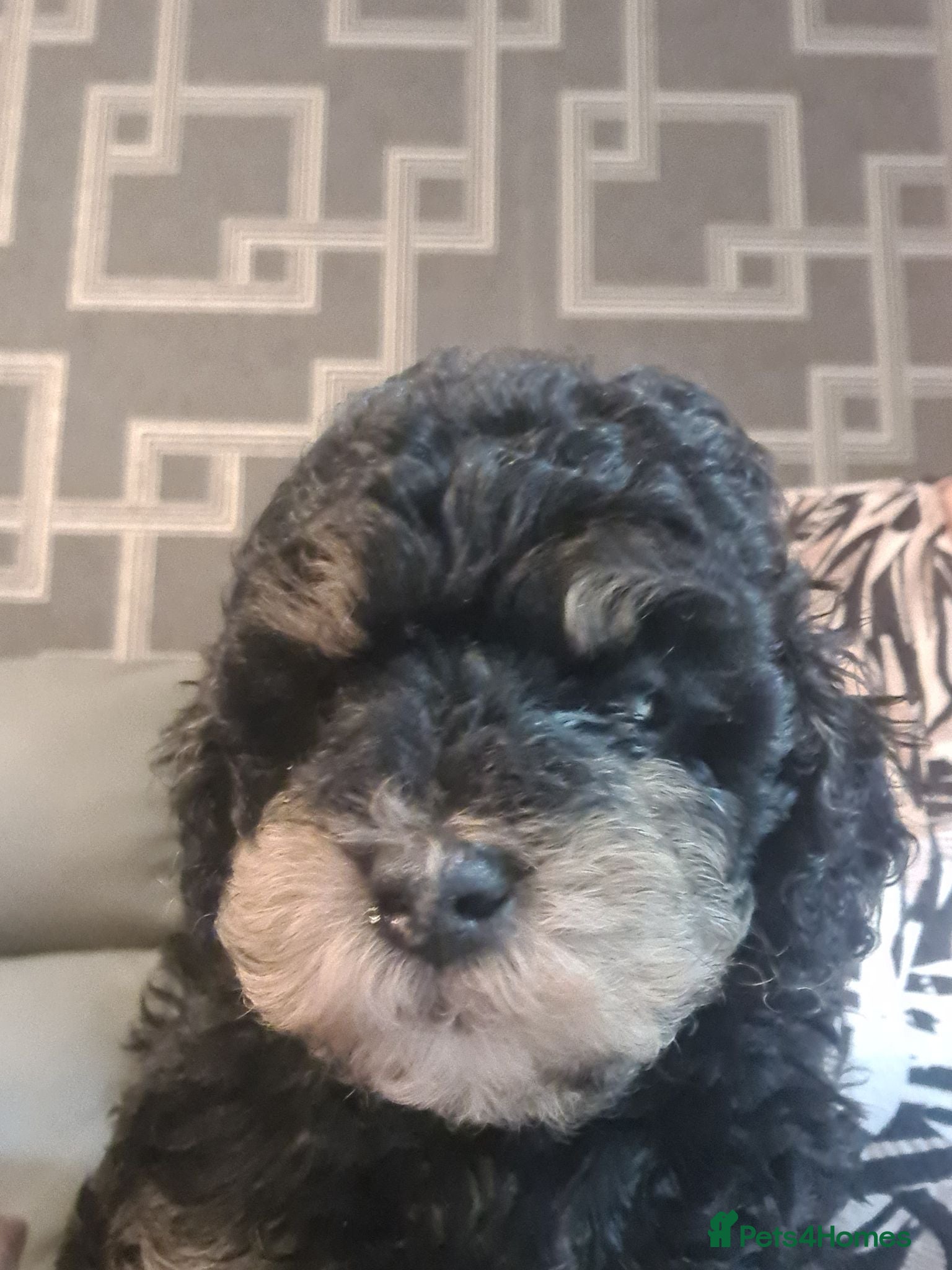 Poochon dogs Phantom boy  - Advert 1