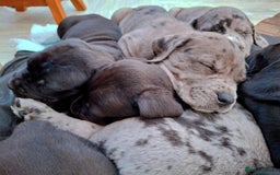 Mixed Breed dogs for sale: HARLEQUINN CANE CORSO X AMERICAN BULLDOGGE - Image 22