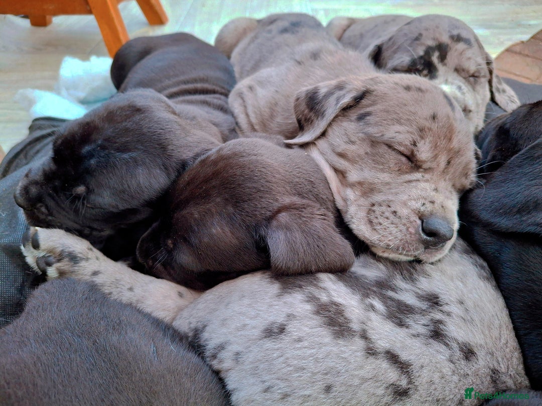 Mixed Breed dogs for sale: HARLEQUINN CANE CORSO X AMERICAN BULLDOGGE - Image 22