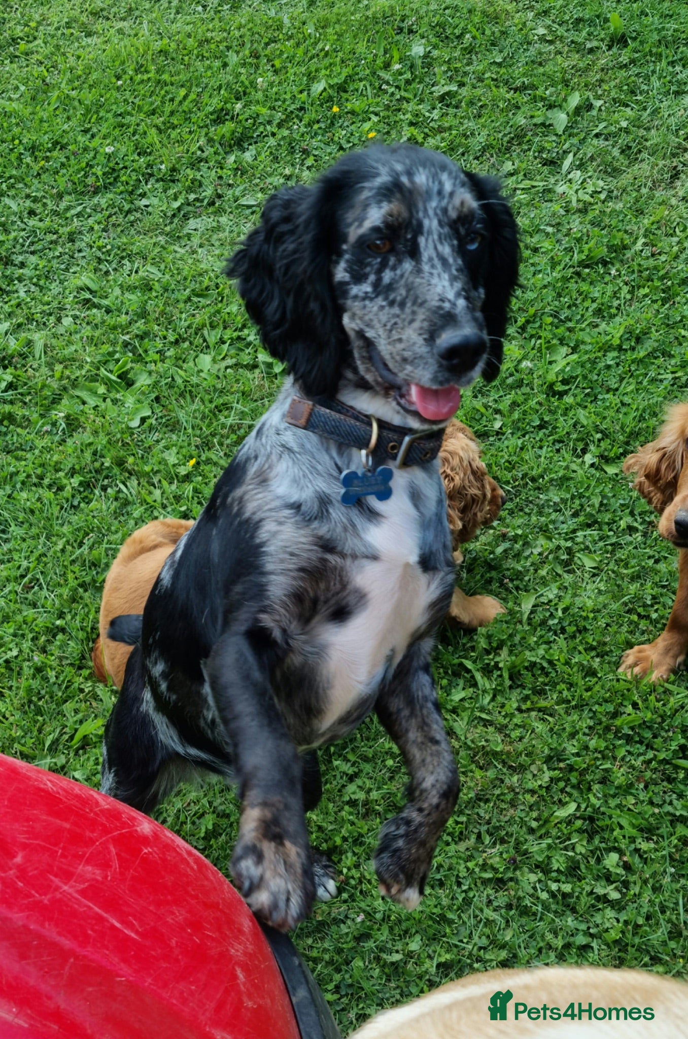 Cockapoo dogs  (Ready Now) last available puppy - Advert 2