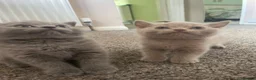 British Shorthair cats for sale: 🐾 GCCF REGISTERED BRITISH SHORTHAIR KITTENS 🐾 - Advert 8