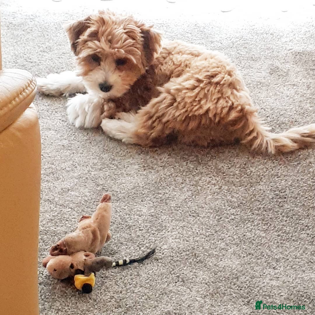 Havanese dogs for sale: Havanese Puppy Rosie Seeking a Loving Home - Advert 2