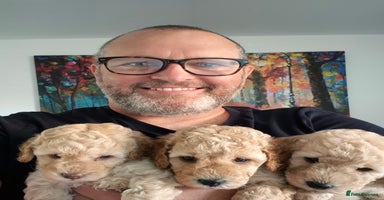 Miniature Poodle dogs - Advert 5