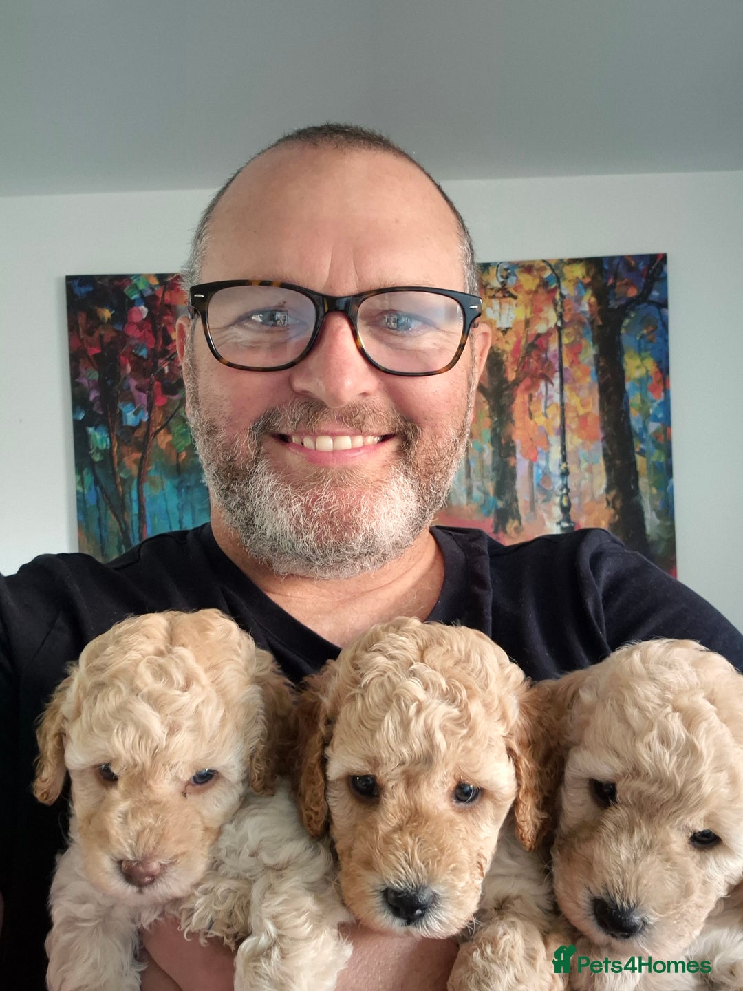 Miniature Poodle dogs for sale: LUXURY Litter of KC Registered Miniature Poodles - Image 3