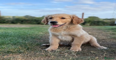 Golden Retriever dogs - Advert 4