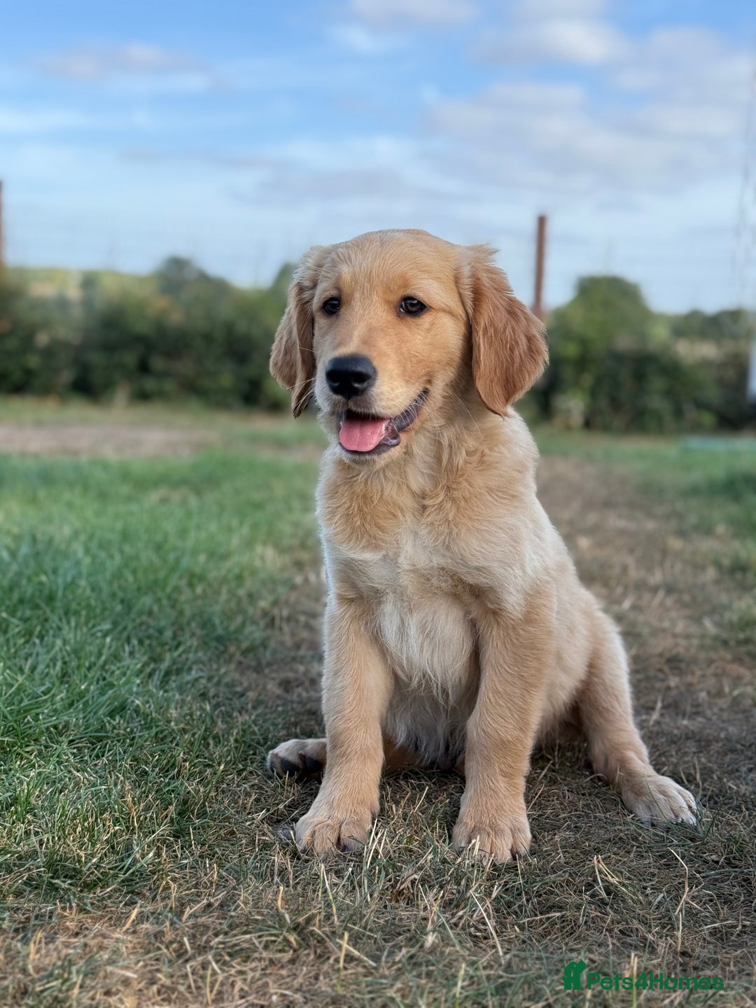Golden Retriever dogs for sale: Fully health tested KC working golden retrievers  - Image 2