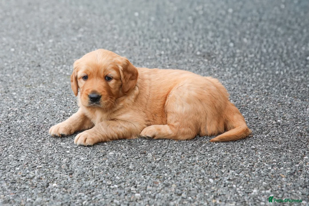 Golden Retriever dogs for sale: Male Golden Retriever Pup in Cookstown - Advert 2