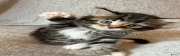 Mixed Breed cats for sale: Adorable Fluffy Tabby Kittens Ready For New Home!! in Skelmersdale - Advert 13