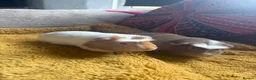Guinea Pig rodents for sale: Quincy & Percy / Barry and Raymond  - Advert 2