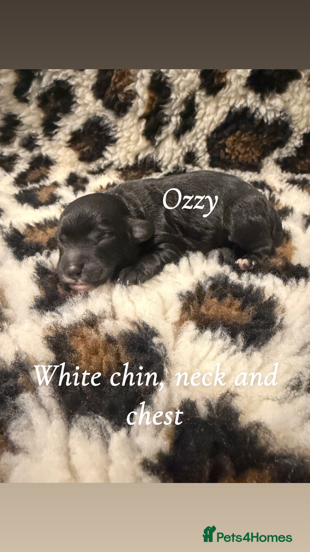 Cockapoo dogs for sale: 🌸Beautiful cockapoo puppies, ready 03 March🌸 - Advert 5