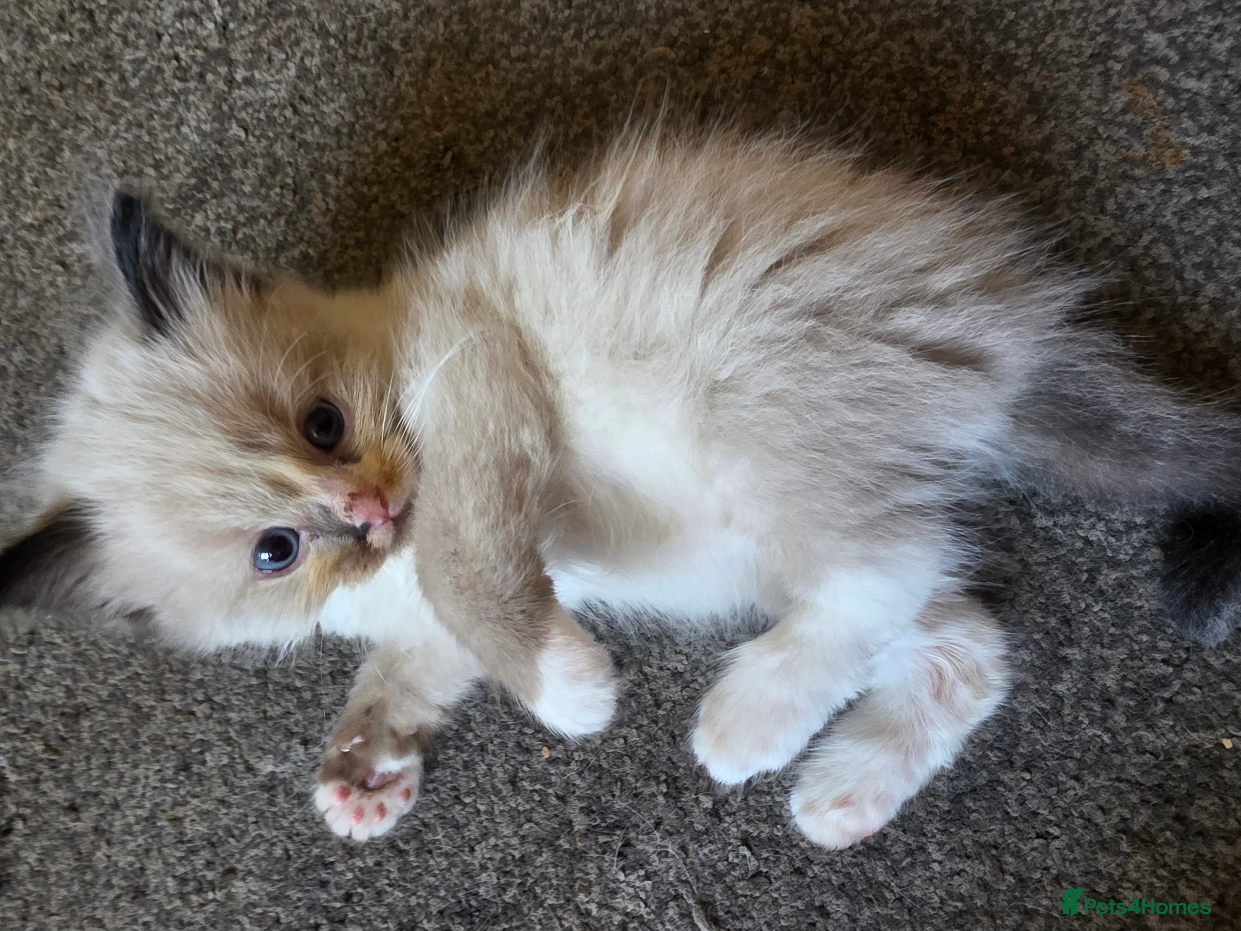 Ragdoll cats for sale: Gorgeous ragdoll kittens  - Advert 15