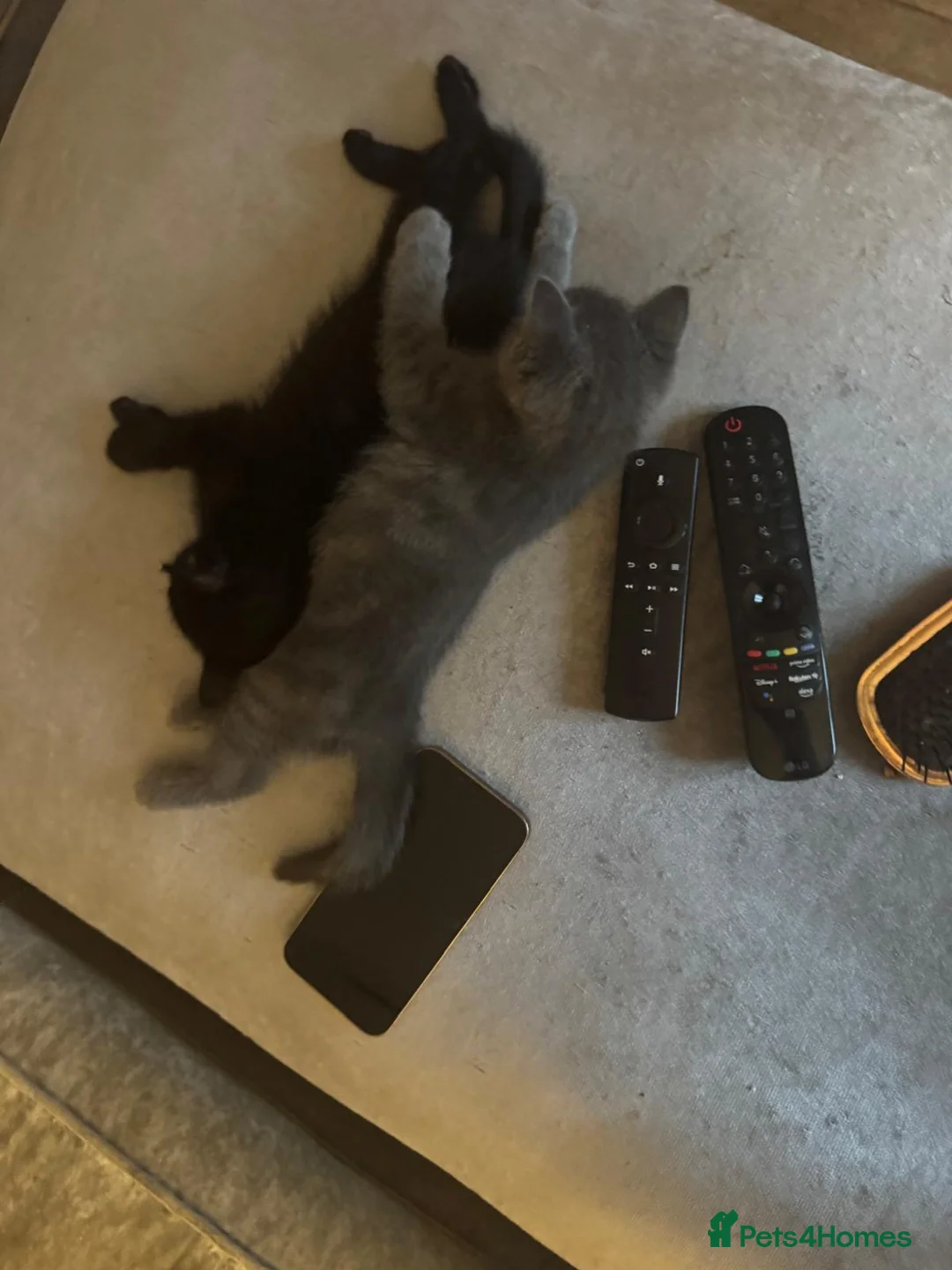 British Shorthair cats for sale: 4 beautiful kittens  - Advert 9