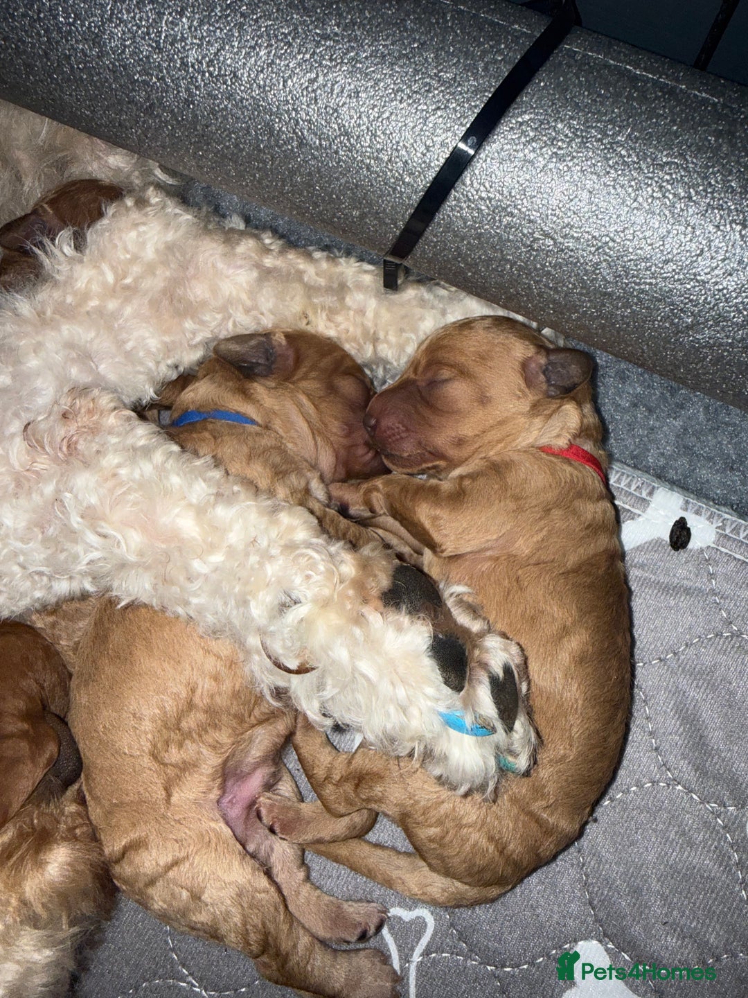 Labradoodle dogs for sale: Beautiful labradoodles  - Advert 29