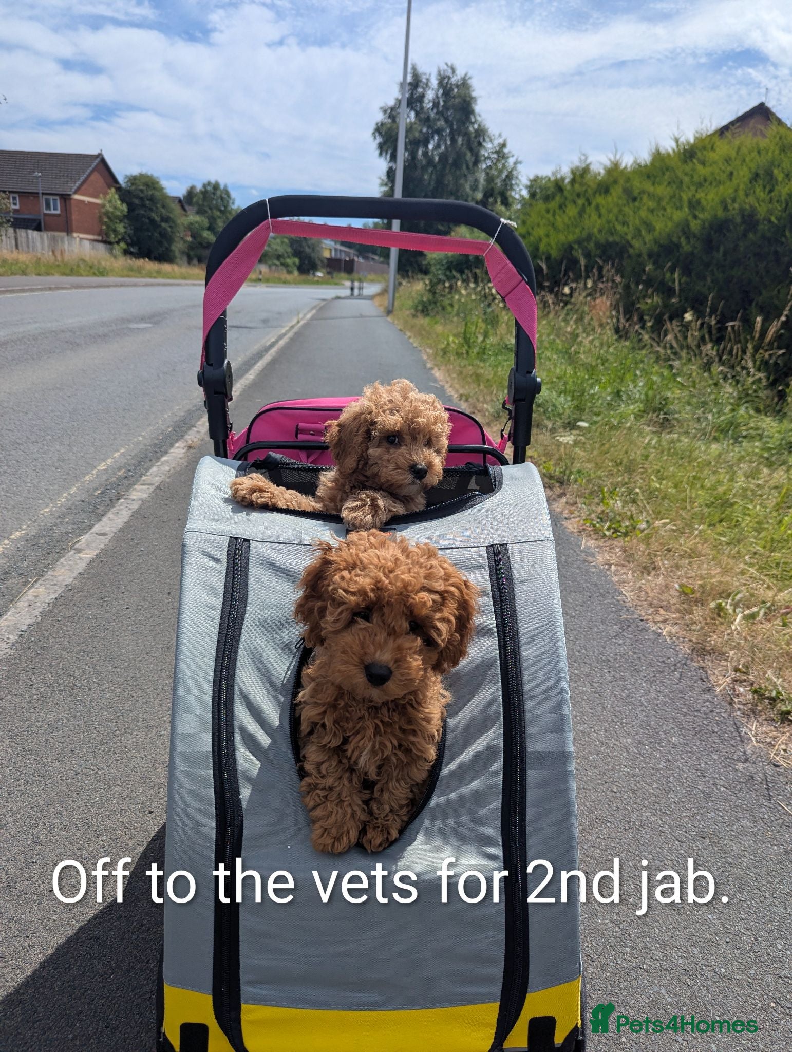 Cavapoo dogs Toy/Small Cavapoo Puppies – Ready 🐾 4💙 2🩷 - Advert 5