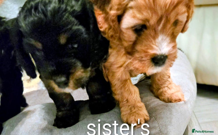 Cavapoo dogs - Advert 2